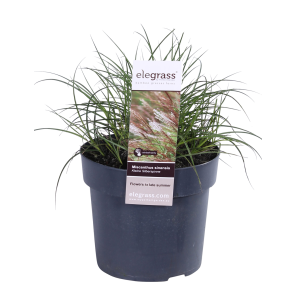 silberspinnepng