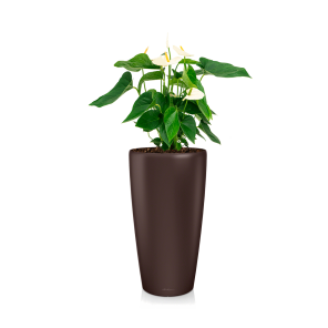 anthurium20wit20in20watergevende20pot20rondo20-20bruinpng