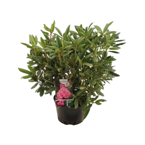 rhododendron-roseum-elegans-40-60png