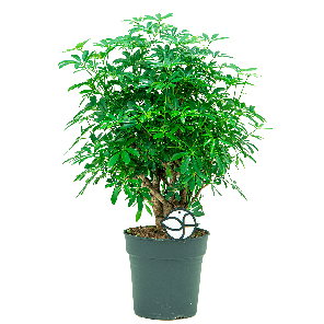 schefflera20arboricola20luseana20vertakt20s1-2png