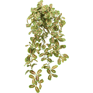 maranta-hanging-bush-kunstplant4b8b69png