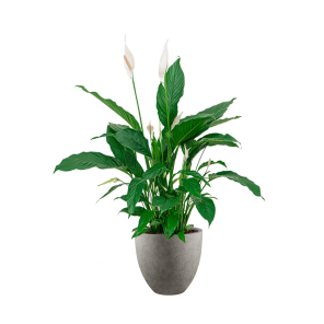 spathiphyllum20lepelplant20in20luca20lifestyle20egg20s20-20grijspng