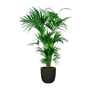 kentia20xxl20in20capi20urban20egg20dm203520cm20-20zwartpng