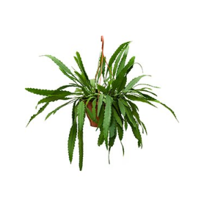 lepisimum-houlletianum102958png