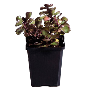 sedum-spurium-fuldaglutpng