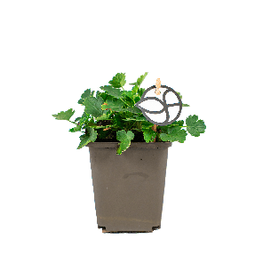 heuchera20brizoides20schneewittchen2012png