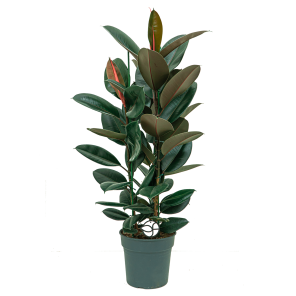 webficus20elastica20abidjan20toef20l201png