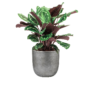 calathea20medaillon20in20capi20nature20retro20zilver-20dm202420cm20-png