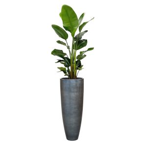 strelitzia-nicolai-baq-metallic-partner-34-cm-ice0ad1f3jpg