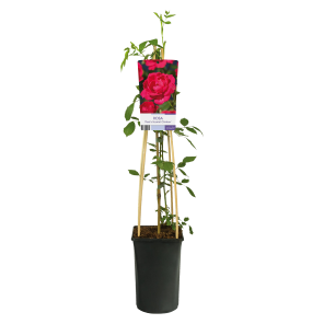 rosa-paul-scarlet-climberpng