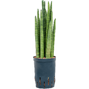1SACTTU15.png