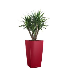 yucca-elephantipes-cubico-pot-rood7c16c6jpg