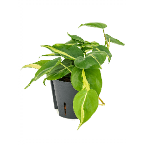 2phgbha10png