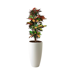 croton20iceton20vertakt20l20in20elho20pure20soft20high203020cm20-20witpng