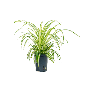 1chcvbp15201png