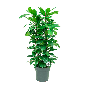 ficus20cyathistipula20toef20l121png