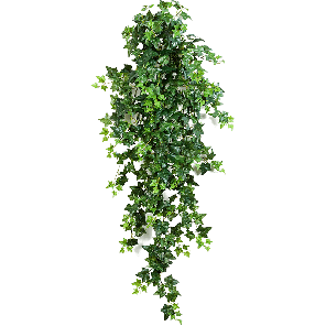 green20ivy20pngpng