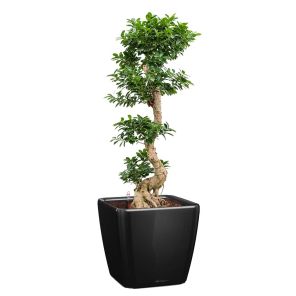 bonsai-quadro-pot-zwartf2586cjpg