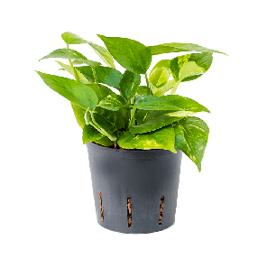2scauha10png