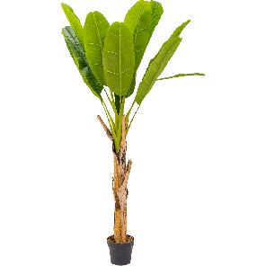 bananen-boom-150cm842e12png