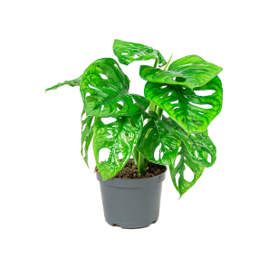 webphilodendron20monkey20mask202png