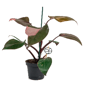 philodendron20pink20princess1-2png