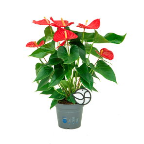 webanthurium20rood20l20logo1png