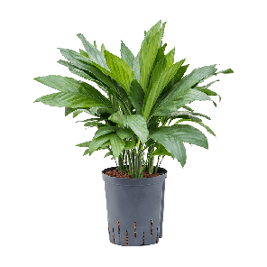 1chmebp20png