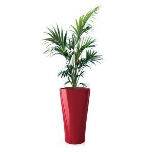 kentia-delta-pot-rood6dbc75jpg