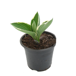hosta-fortunei-franceepng