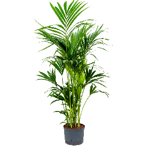 1kefotu20png