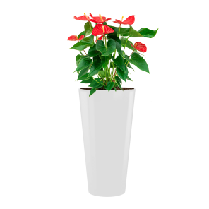 anthurium20sierra20hydrocultuur20large20in20runner20rond20-20witpng