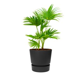 livistona-rotundifolia-waaierpalm-in-elho-greenvil241609jpg