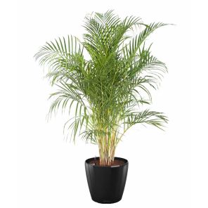 palm-areca-classico-pot-zwart1c515ejpg