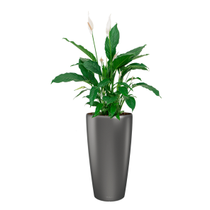 spathiphyllum20lepelplant20large20in20lechuza20rondo20-20antracietpng