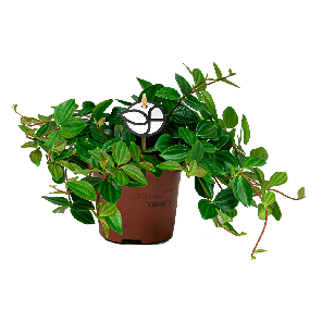 vetplant20peperomia20angulata20rocca1-2png