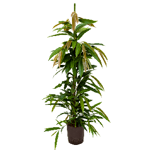 1fiak1t30png
