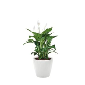 spathiphyllum-classico-pot-witfb6955jpg