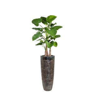 Werkelijk laag Nog steeds Kunstplanten in pot kopen? | Kant-en-klaar! | Fleur.nl