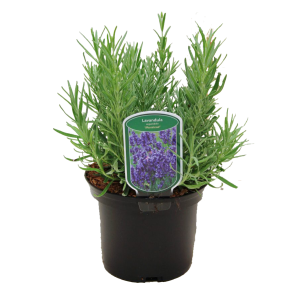 lavandula-angustifolia-munsteadpng
