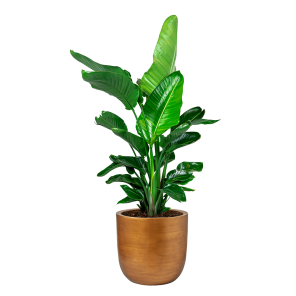 strelitzia20nicolai20xl20in20capi20nature20retro20pot20dm204220cm20-20goudpng