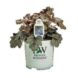 heuchera-prince-of-silverpng