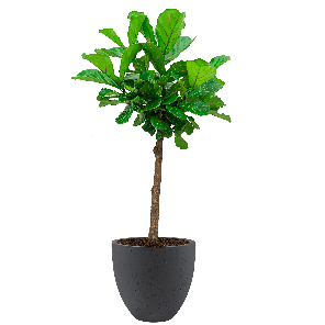 antracietweb1png