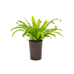 1asanbp10png