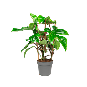 webphilodendron20red20sqamiferum20bush201png