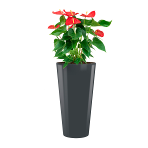 anthurium20sierra20hydrocultuur20large20in20runner20rond20-20antracietpng