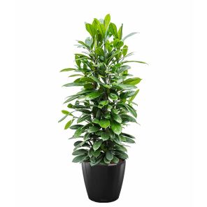 ficus-cyathispula-classico-pot-zwart0941fajpg
