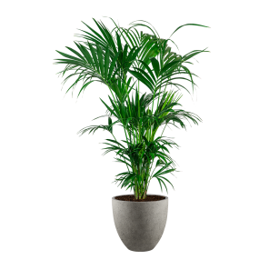 kentia20xxl20in20luca20lifestyle20egg20m20concrete20-20grijspng