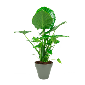 alocasia20portadora20in20elho20urban20loft203020cm20-20groenpng