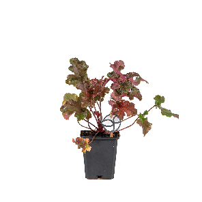 heuchera20chocolate20ruffles2012png